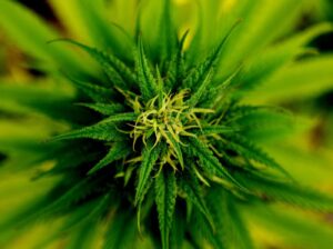 COLORADO GOVERNOR PARDONS MINOR MARIJUANA OFFENSES
